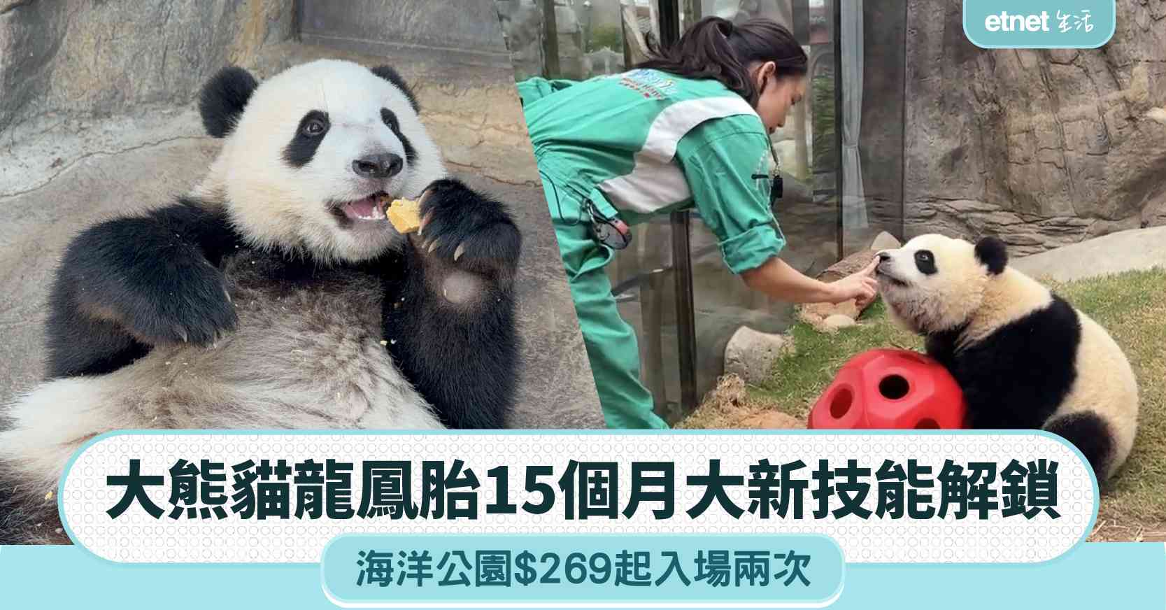大熊貓龍鳳胎︱加加得得15個月大增磅＋新技能解鎖，海洋公園$269起入場兩次優惠