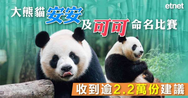 熊貓改名 | 大熊貓安安及可可命名比賽收到逾2.2萬份建議