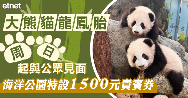 大熊貓龍鳳胎周日起與公眾見面，海洋公園特設1500元貴賓券