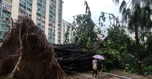 超強颱風樺加沙來襲致本港多處出現塌樹，市民出行要小心翼翼