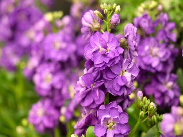 Causeway Bay Victoria Park｜Hong Kong Flower Show 2026