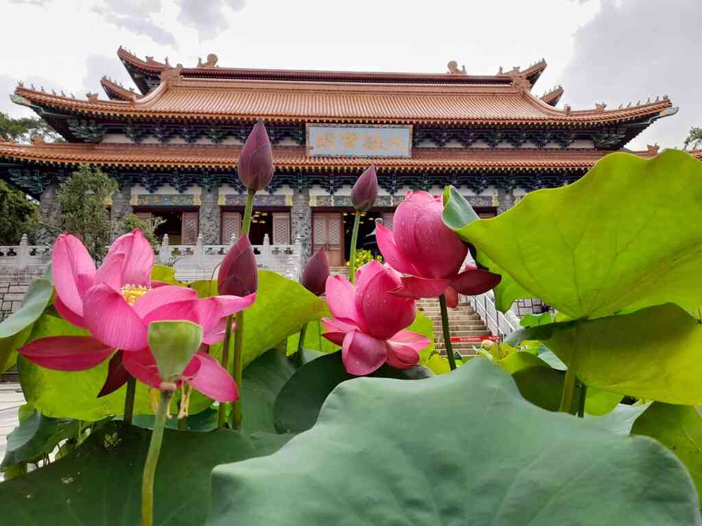 大屿山宝莲禅寺｜2026 香港荷花展