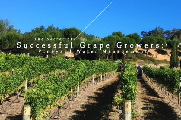 釀製美酒，「餵喝」葡萄樹是門大學問