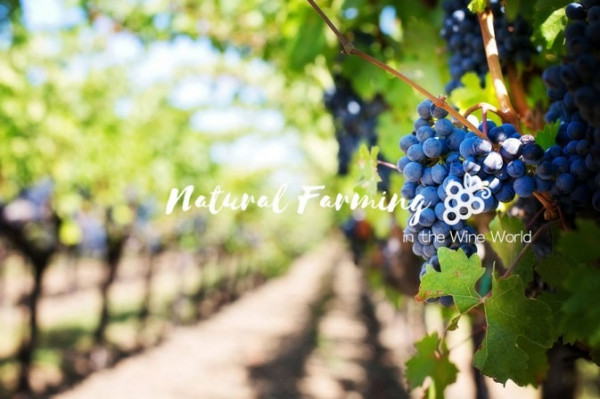 有機葡萄酒究竟有幾「有機」處理？