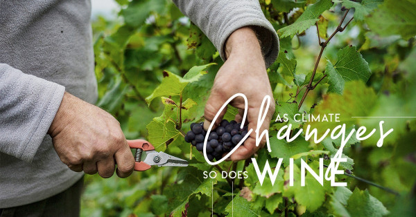 氣候變化減產？釀酒工業的變奏