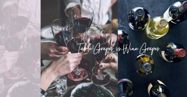 Wine grapes：平常吃的葡萄為何不適合釀酒？