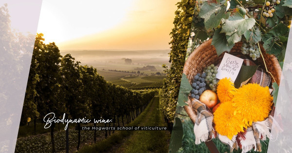 葡萄酒界的霍格華茲派系！魔法般的生物動力葡萄種植法