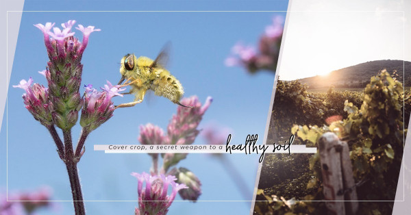土地也要崇尚自然、健康？Cover crop種植法，維持土地的多元生態