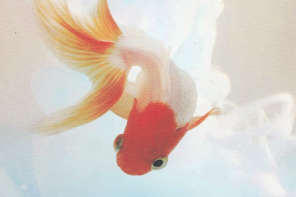 《6點27分的朗讀者》富詩意的法國超現實小說