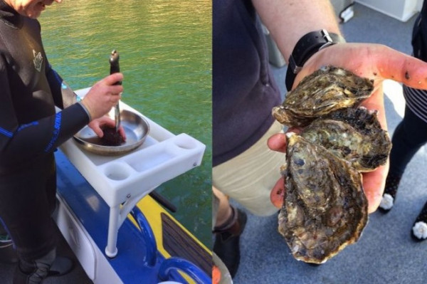 漫遊塔斯曼尼亞 (三) 出海找現吃海鮮！