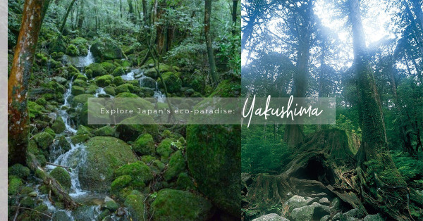 鹿兒島心靈之旅：漫步於宮崎駿的魔幻森林──屋久島｜白谷雲水峽