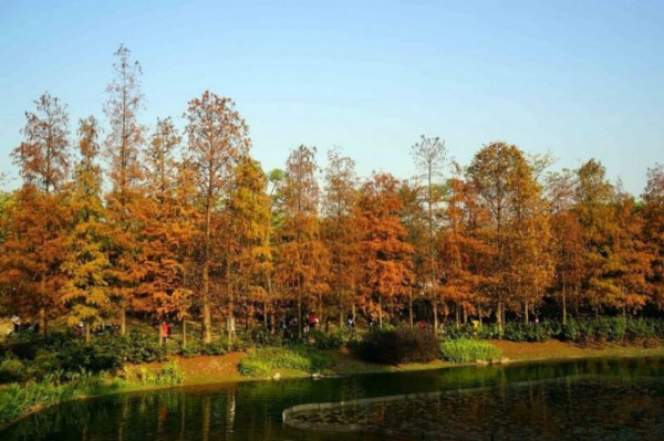 誰說香港不賞花？