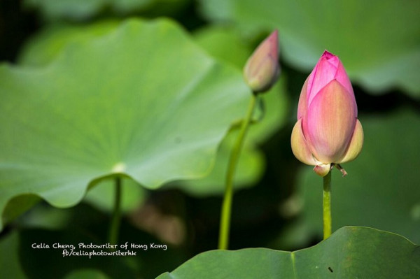 澳門年度荷花節