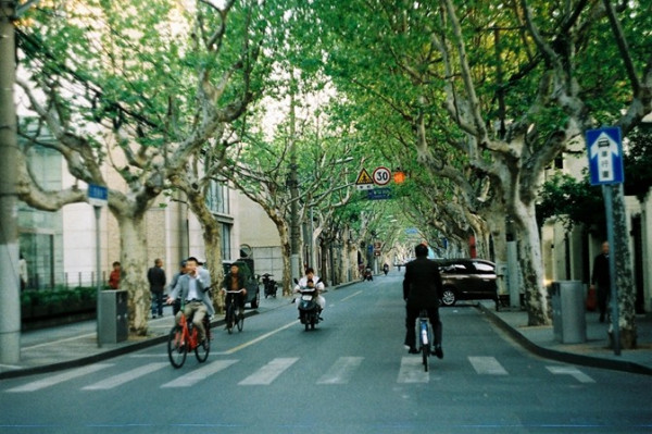 上海法租界的古樹老店