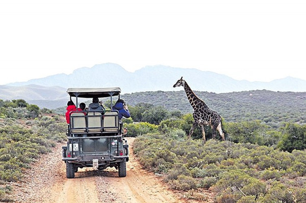 野性南非　住帳篷跟蹤動物