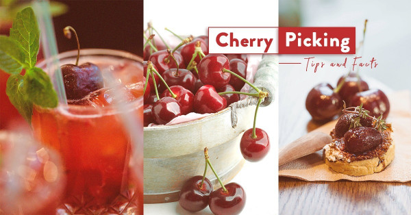 女生要多吃！車厘子4個小知識：邊個品種最好食？