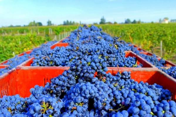 品嚐法國紅白酒　一定要認識這個產區：「葡萄酒皇后」波爾多