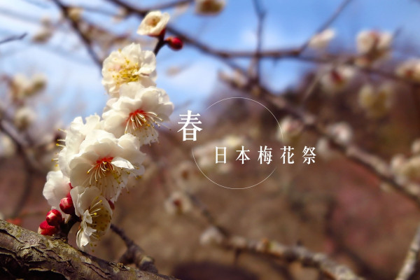 日本春季限定：純潔浪漫的梅花祭