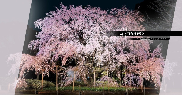Sakura in Tokyo：最文青的賞櫻勝地在這裏！私心推薦東京兩大文化遺產庭園