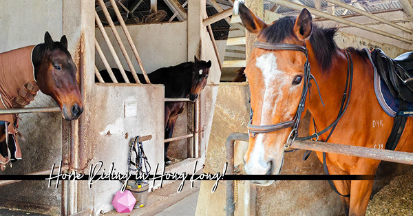 香港學騎馬！與退役賽馬做夥伴，學習策騎技術+跟馬大哥慢步沙圈...