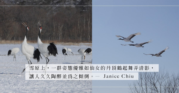 北海道的「濕原之神」丹頂鶴：茫茫雪原上的一場鶴之歌舞