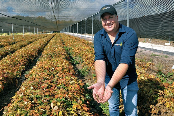 【綠色黃金】花旗參的二三事，港年入口250萬公斤