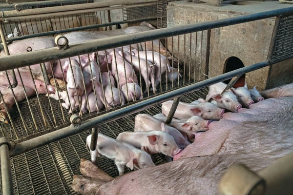 豬價升溫可期 中糧肉食甘脆肥濃