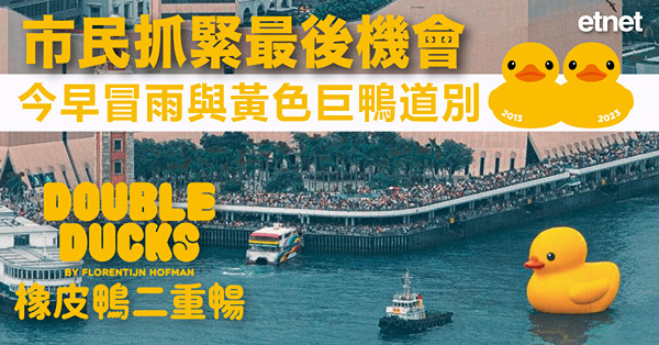 市民抓緊最後機會，今早冒雨與黃色巨鴨道別