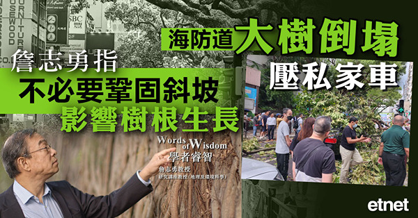 海防道大樹倒塌壓私家車，詹志勇指不必要鞏固斜坡影響樹根生長